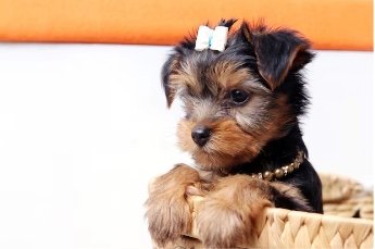 Yorkshire Terrier (Yorkie)