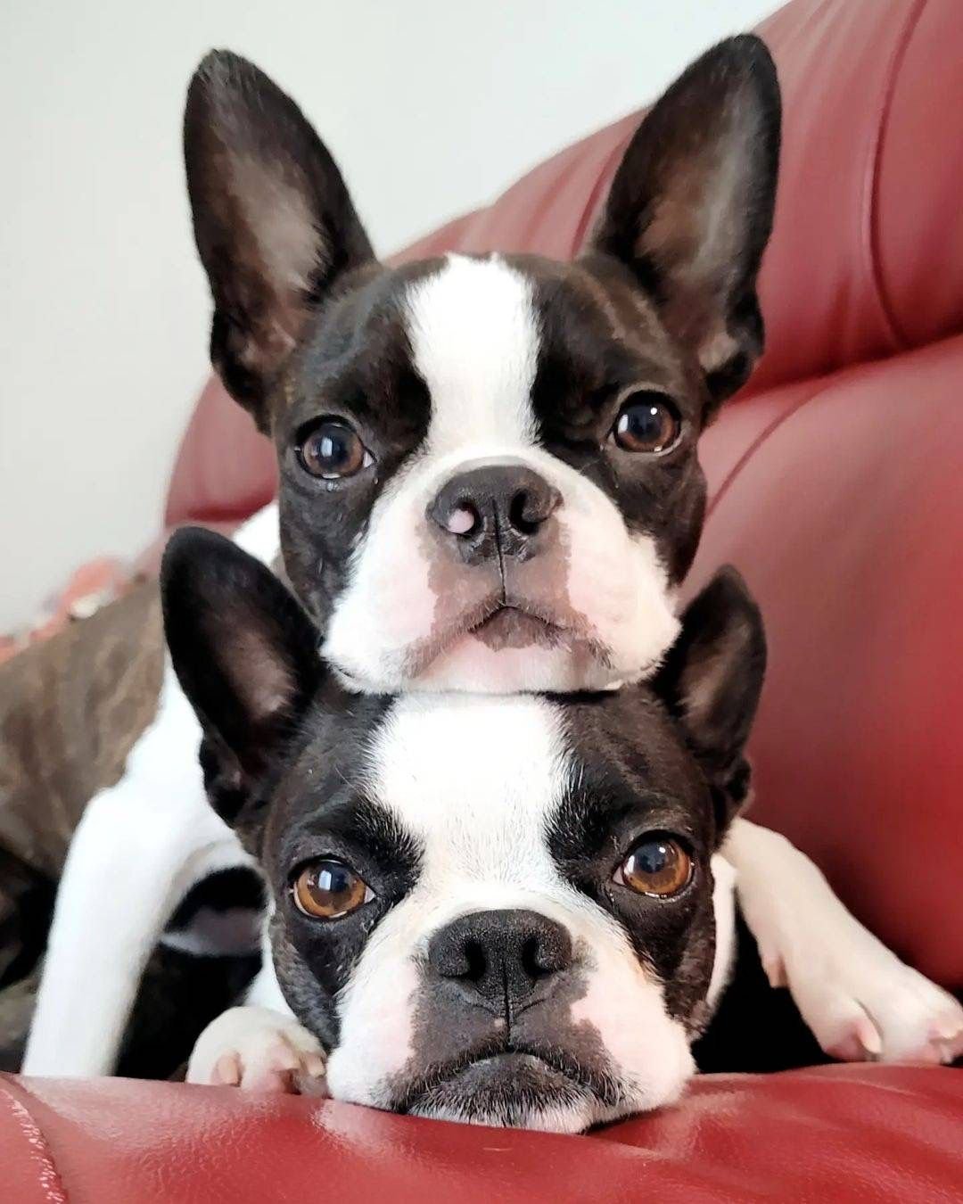 son los boston terriers perros nerviosos