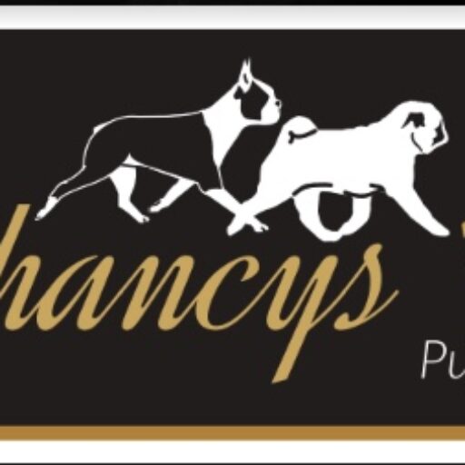 Boston Terriers de Guatemala