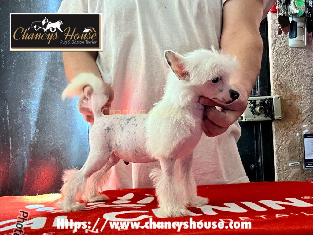 Crestado chino - Chancys House - Macho